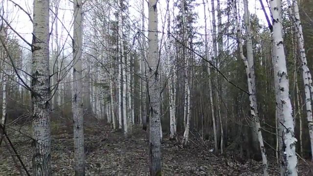 ОТКРЫВАЕМ ГРИБНОЙ СЕЗОН, СМОРЧКОВ НЕМЕРЕНО