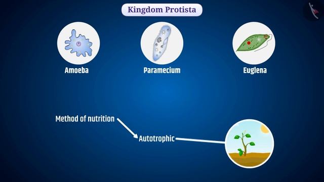 Monera, Protista and Fungi | Part 1/1 | English | Class 9 смотреть онлайн
