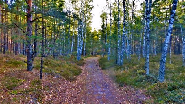 Грибы с ароматом моря смотреть онлайн