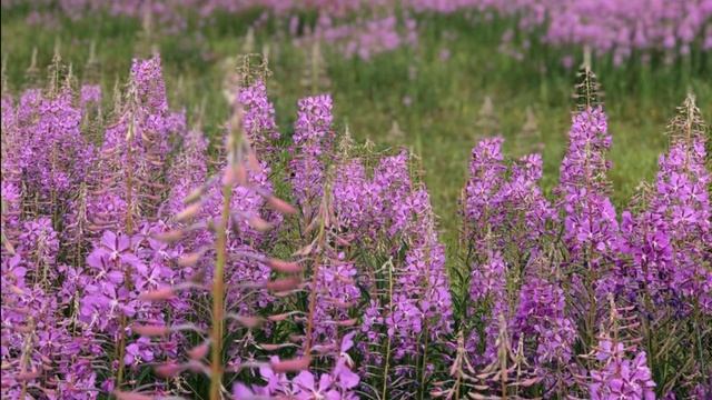 Часть4. Сказка для Танюхи смотреть онлайн