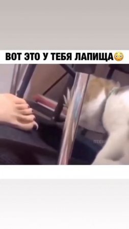 Хоба😸