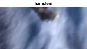 hamsters