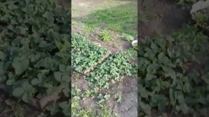 Крик петуха и курицы #курица #петух