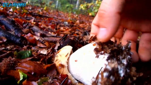 Білі Гриби та краса Природи смотреть онлайн