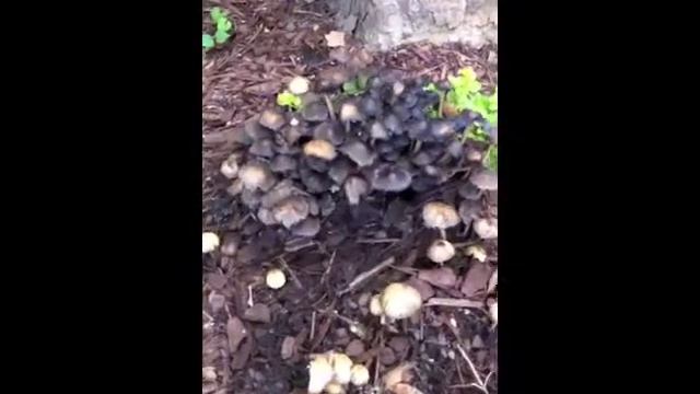 City Science Kids: Mushrooms Aren't Plants! смотреть онлайн