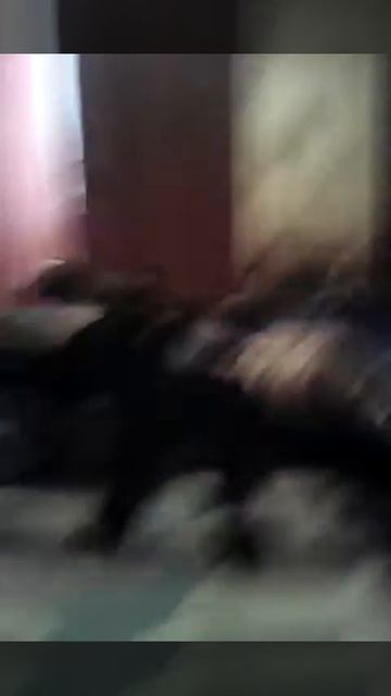 Видео без Вука смотреть онлайн