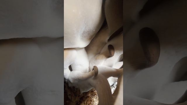 выращивание вешенки без всякой стерильности, уф и т.д. смотреть онлайн