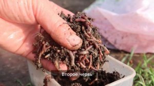 7 ароматов для ловли весеннего карася