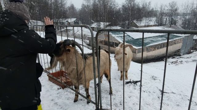 Зимняя прогулка  смотрим животных хобби стрим дети природа