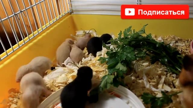 15 ДЕНЬ ЖИЗНИ ХОМЯЧАТ / КАК ПРИРУЧИТЬ ХОМЯКА / Уход за хомяком /  how to care for a hamster