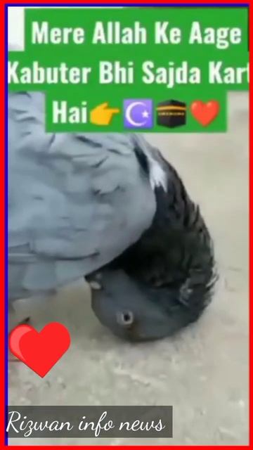 Subhanallah Mashallah Allah ki qudrat