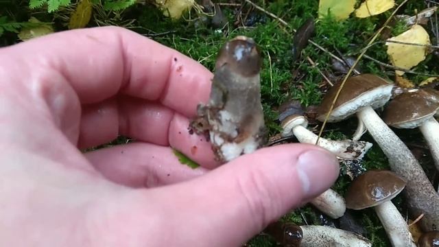 И вот удача улыбнулась - нашёл "сентябрьскую группировку" подберёзовиков!!! 25.09.2022 смотреть онлайн