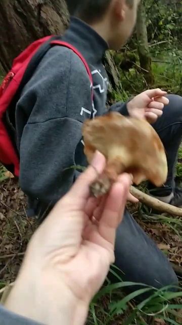 Какие грибы можно собирать- сезон грибов, осень 2022 смотреть онлайн