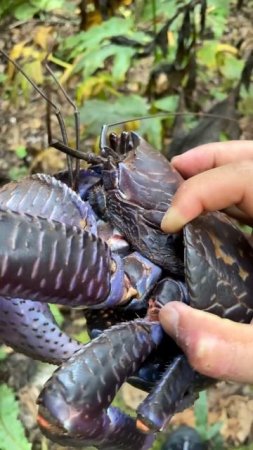 Coconut Crab Hunt in Niue