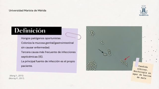 Laboratorio de microbiología__Candida albicans смотреть онлайн