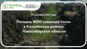 Посадка леса в Новосибирской области 2023 год