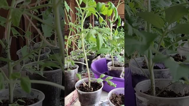 Применение родителями формулы,,,Это не для тебя,,,актуальна!#весна #влог # смотреть онлайн