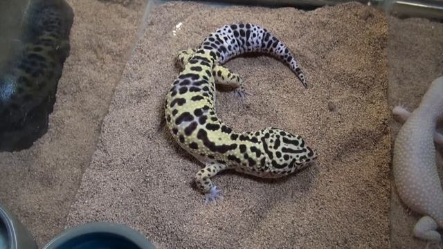 Super Giant Montanis Lavender Leopard Geckos For Sale. Buy at Big Apple Pet with Same Day Shipping. смотреть онлайн