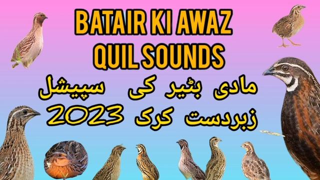 Madi Quail Kirk مادی بٹیر کی آواز صبح کے لئے زبردست آواز