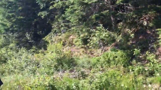 Червена мухотравка - мухомор по-словацки! смотреть онлайн