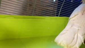 глисты у голубей -выводим глисты у голубя-профилактика от глистов у голубей