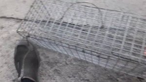 Живоловушка на норку