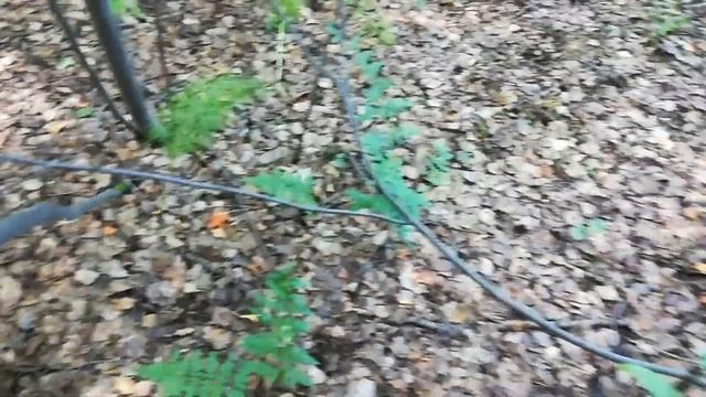 Грибокоп. Копаем всё, что можно в лесу-металл, грибы, мусор. С собой металлоискатель и грибоискател смотреть онлайн