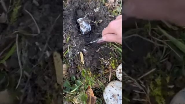 Деликатес-Мухомор Яйцевидный!Средиземноморский вид! найден в дубраве! смотреть онлайн