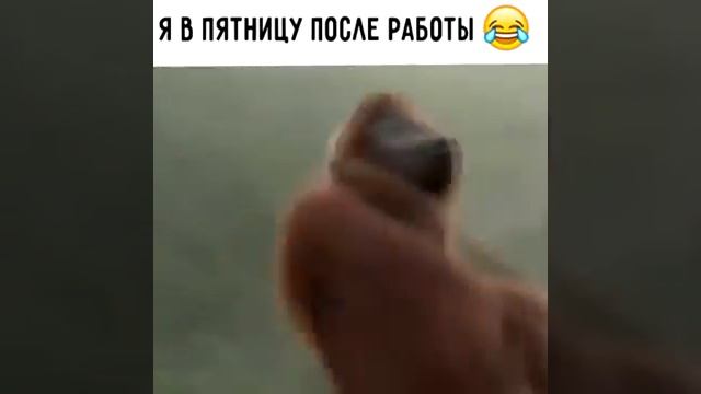 Шимпанзе