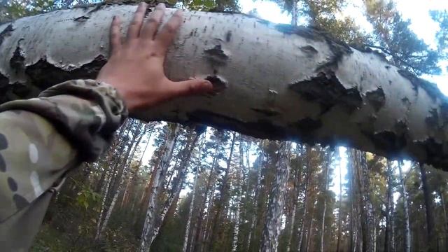 Вспоминая лес... смотреть онлайн