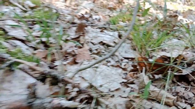 Лисички, летний сбор. смотреть онлайн