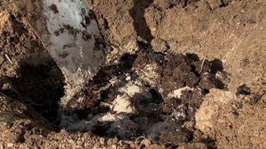 ПОЛОЖИТЕ в Лунку ЭТОТ СОСТАВ при Посадке МАЛИНЫ и она завалит Вас своим урожаем!