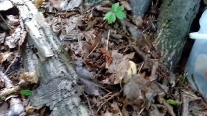 БІЛІ ГРИБИ в Карпатах 2020 ( боровики). Справжні гриби Карпат. Белые грибы. Grzyby 2020