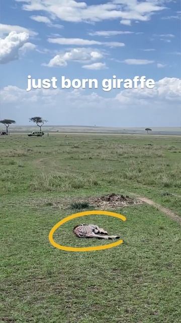 I wrote poem for giraffes  Zeo mini Blog zeo giraffe poem shorts