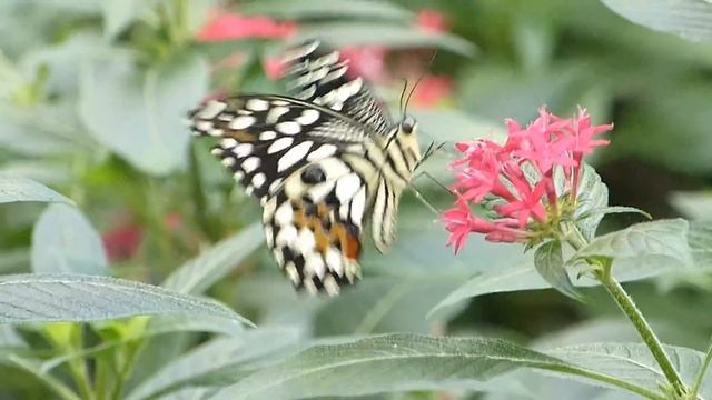 Citrus Schwalbenschwanz (Papilio xuthus) смотреть онлайн