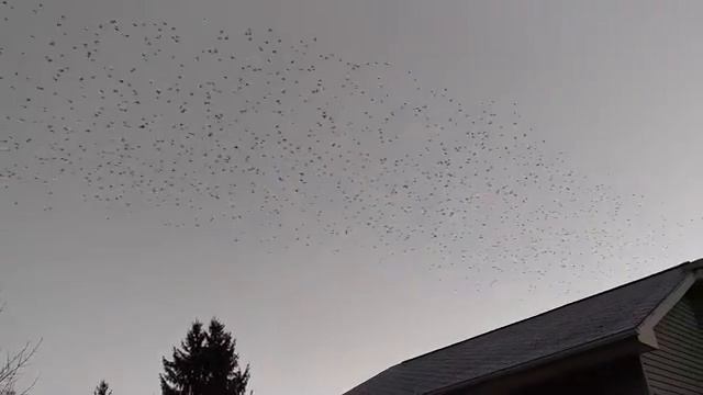 Weird mile of birds flying смотреть онлайн