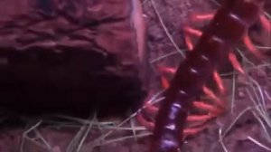 Сколопендра VS змия 4