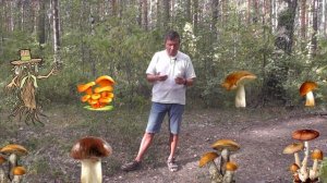 Про грибы
