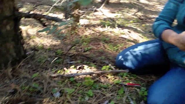 Собираем грибы в Зайвом смотреть онлайн