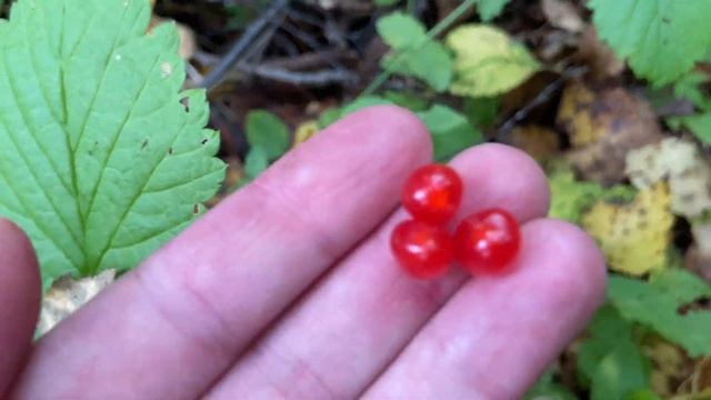 ВЛОГ Пошли по  грибы