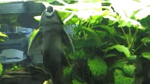 Hypostomus plecostomus