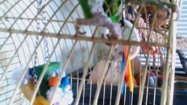 Рита Мюлеровна Амазоновна. смотреть онлайн