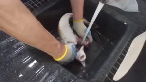 Как разделывать осетра