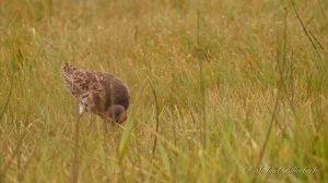 Ruff (Philomachus pugnax ♂) / Kampfläufer