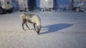 Тамбей, январь 2024. Олень в вахтовом городке.