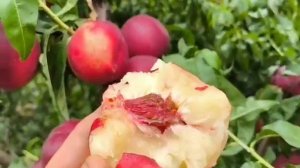 Нектарин Мадам Бланшет. Nectarine Madame Blanchete. Смачний, дуже солодкий сорт