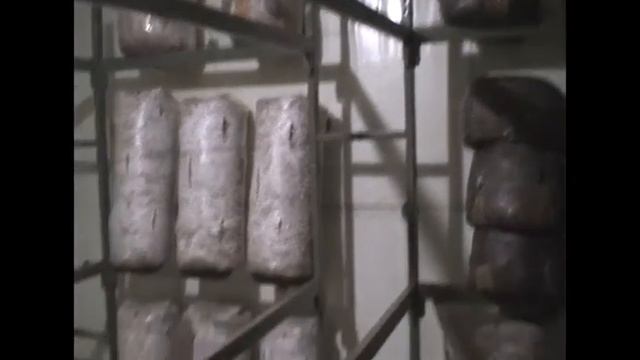 Разведение гриба вешанки дома. смотреть онлайн