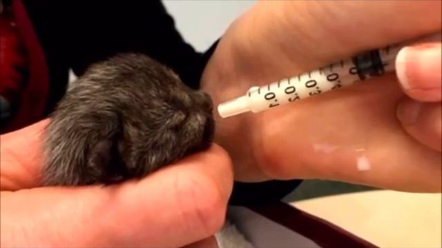 Этот крошечный котёнок сидел под проливным дождем и громко плакал. Чудо что его заметили смотреть онлайн