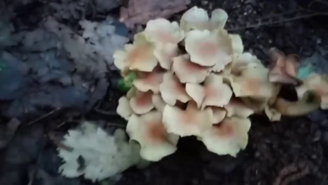 Одинцово, ул. Говорова. Пока тишина. смотреть онлайн