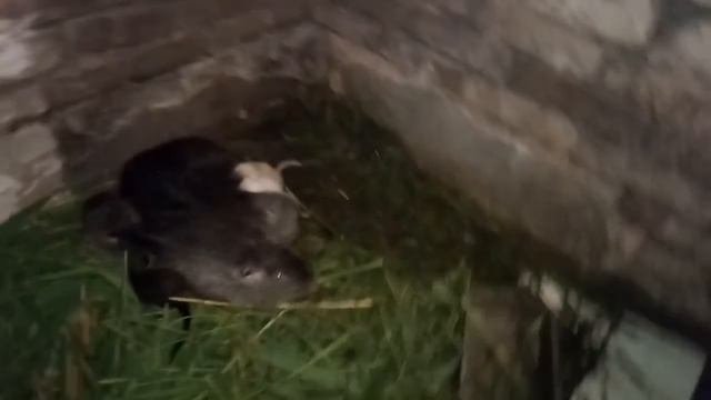 #щенки_нутрий